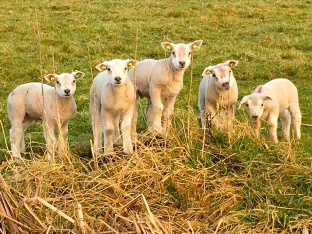 B&B De Beijersche Stee , Logies in de Wagenschuur Stolwijk Buitenkant foto